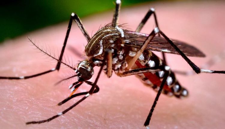 Saiba o que é a dengue, como ela é transmitida e quais os seus sintomas