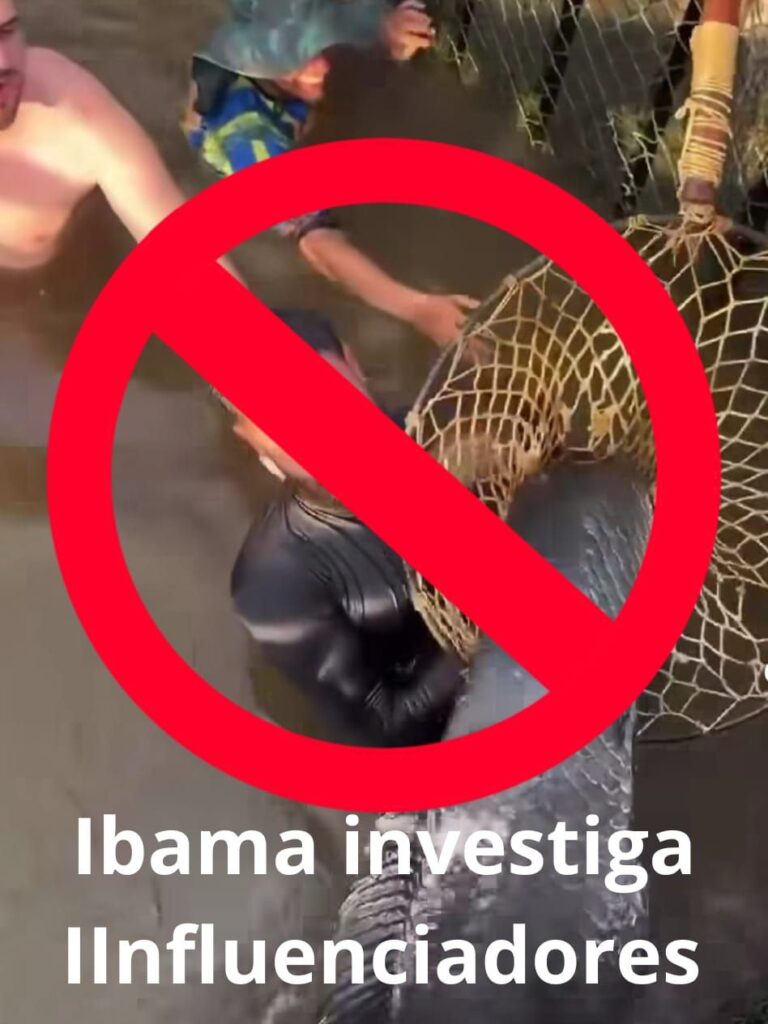 Nado com pirarucus pode caracterizar maus-, apura Ibama