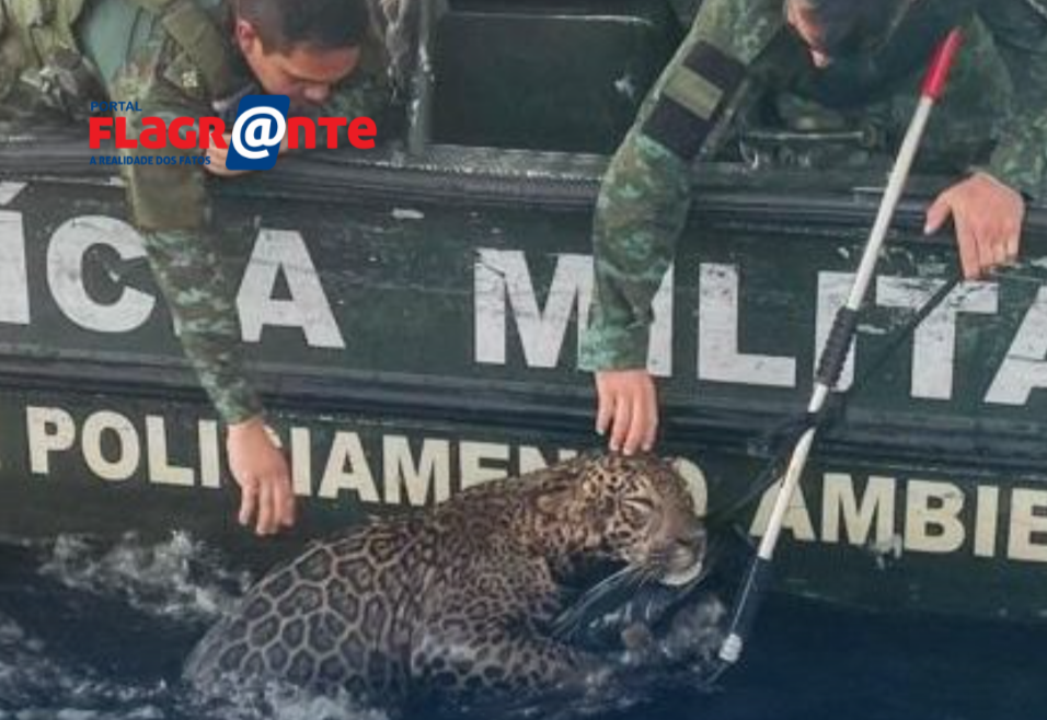 CENA EMOCIONANTE | Onça-pintada é resgatada no Rio Negro após horas de luta pela sobrevivência
