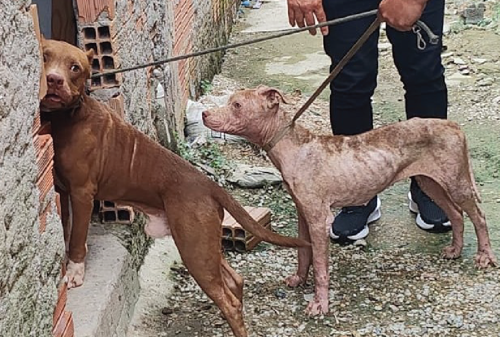 PC-AM reforça combate ao abandono e aos maus-tratos de animais e alerta para riscos de canis clandestinos
