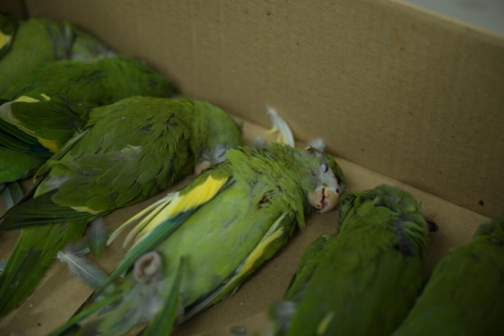 SEPET resgata aves atropeladas em Manaus