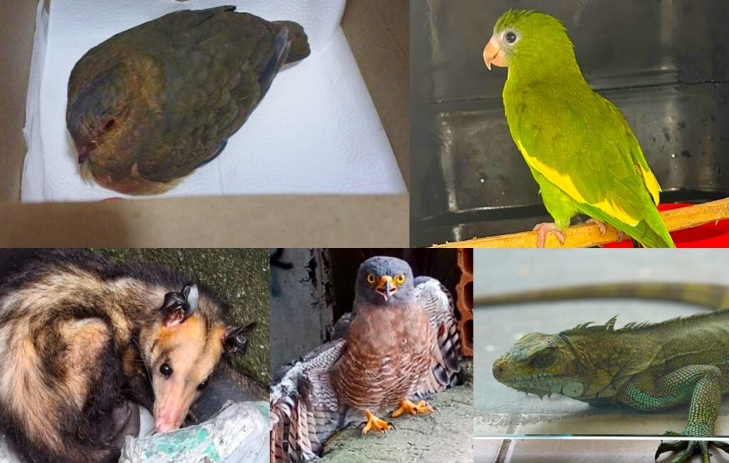 IPAAM resgatou 389 animais silvestres em Manaus ao longo em 2025