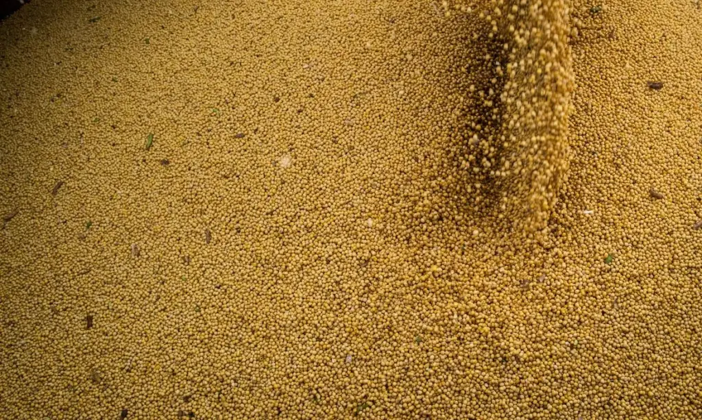 Agro impulsiona PIB em 2025 com salto de 11,7%, superando expectativas econômicas