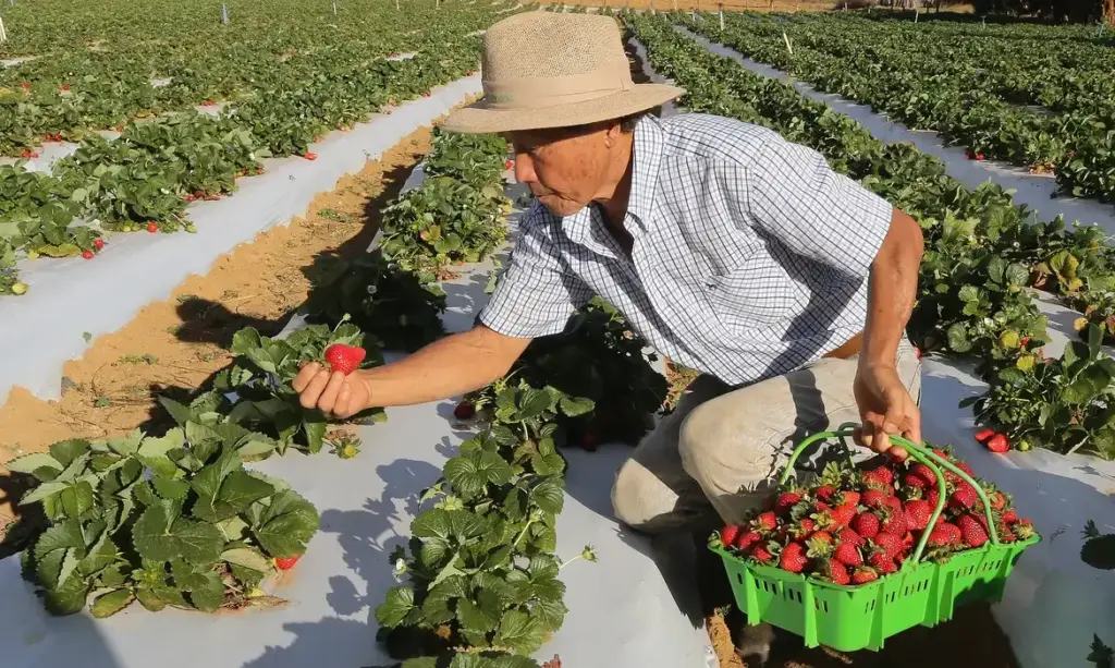 Garantia-Safra libera R$ 1,2 mil para agricultores familiares afetados pela seca