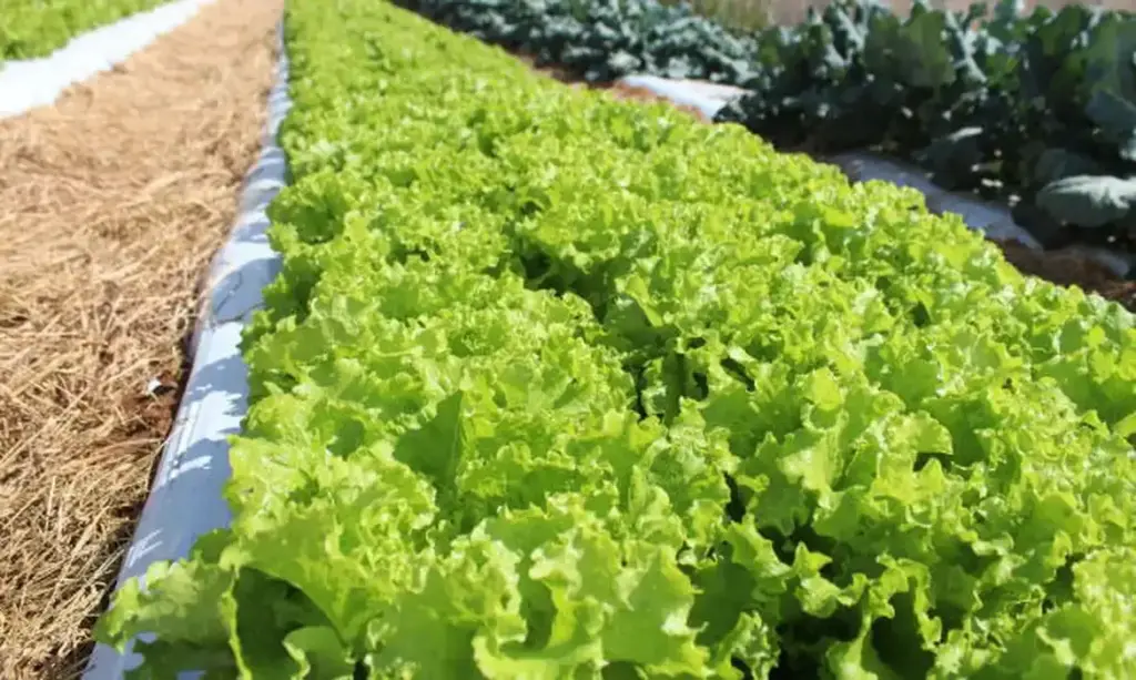 Embrapa lança centro de inovação para fortalecer agricultura familiar em Mato Grosso