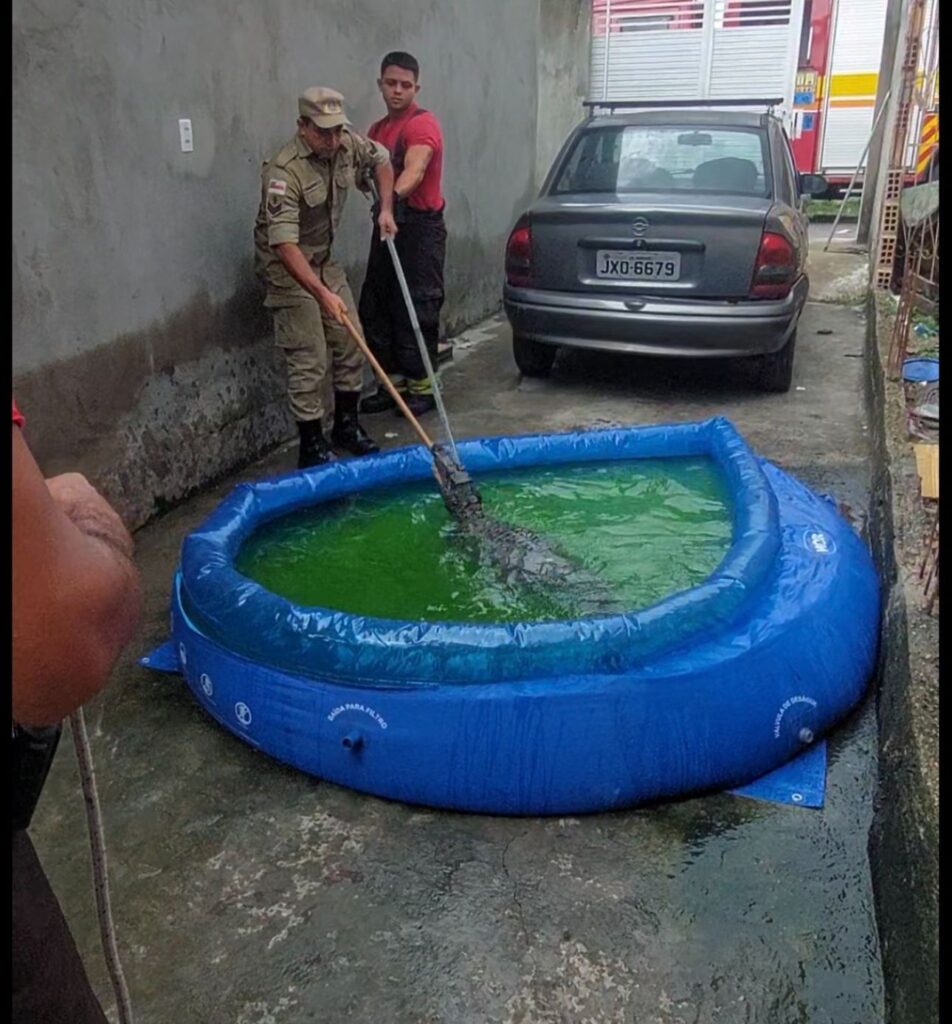 Dona de casa encontra jacaré em piscina de plástico e aciona o Corpo de Bombeiros para o resgate