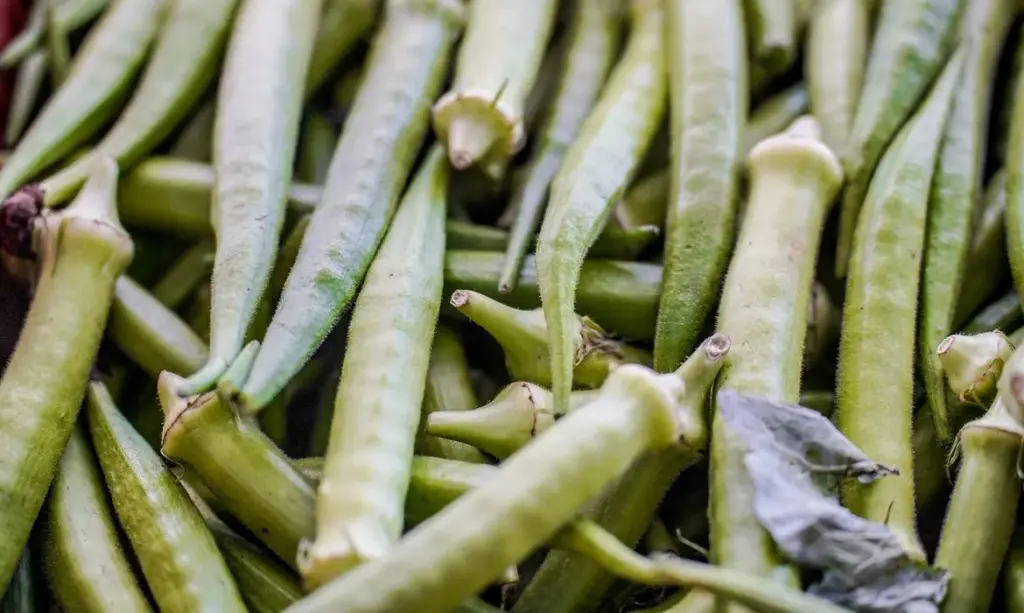 Garantia-Safra: agricultores de 10 estados receberão pagamento em abril
