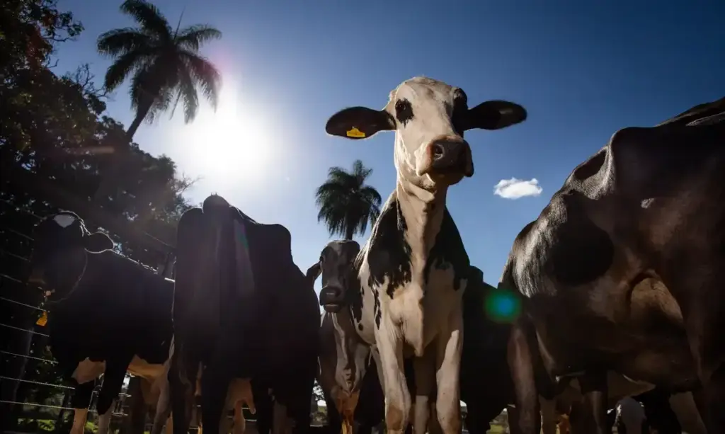 União Europeia impõe veto à carne brasileira a partir de setembro por questões sanitárias