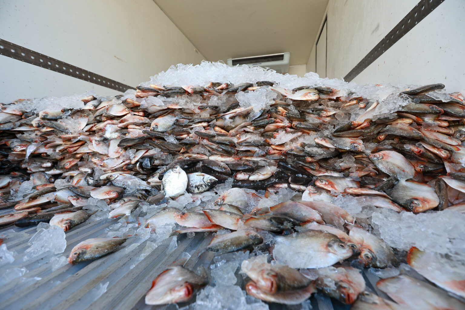 Prefeito Renato Junior chega com ‘Jaraqui da Gente’ no bairro Alvorada e ação soma mais de 60 toneladas de pescado distribuídas